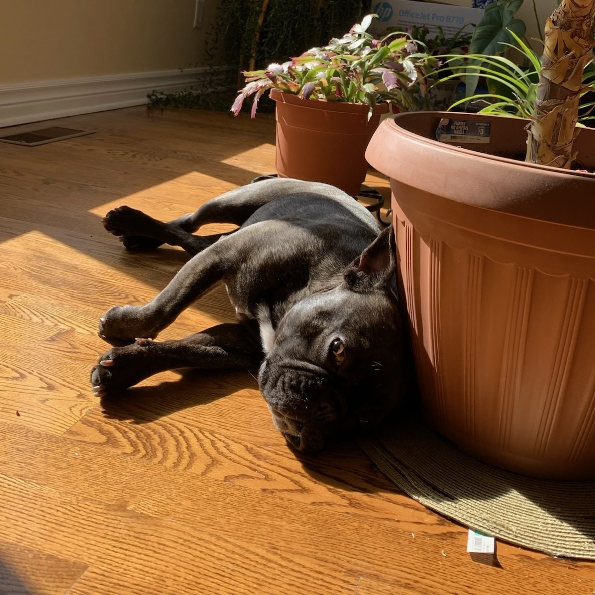 Ralph sleeping among pots of plants.