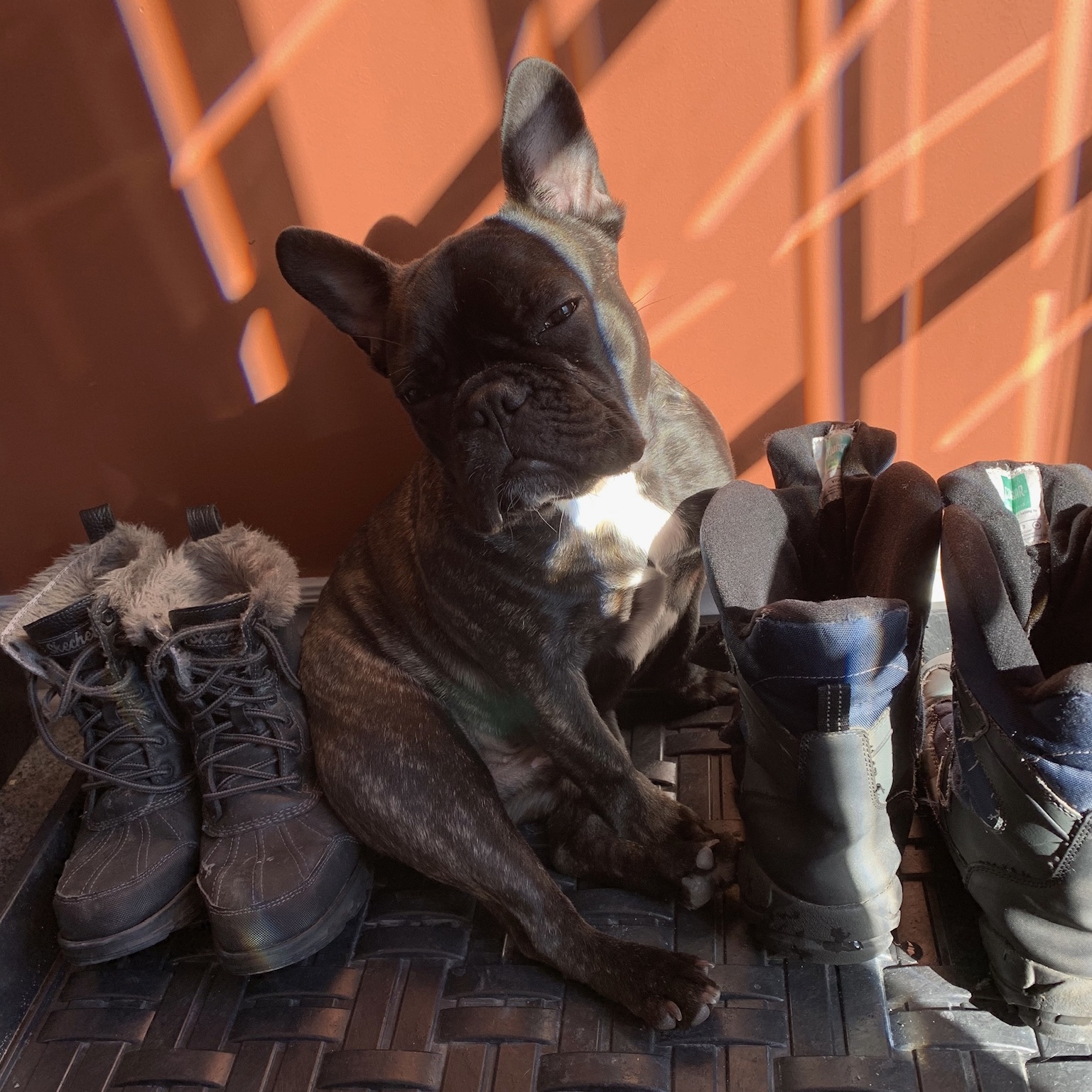 Ralph sunbathing among the shoes.